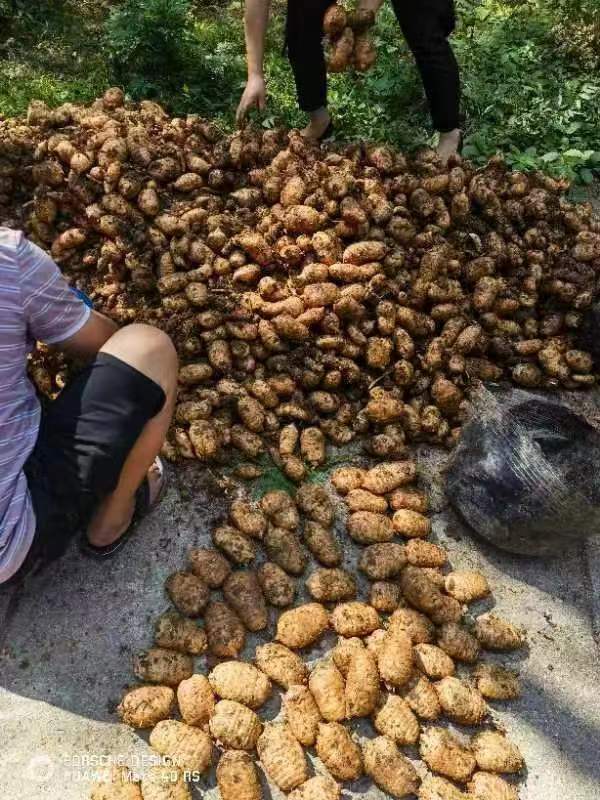 富硒天麻对人体影响